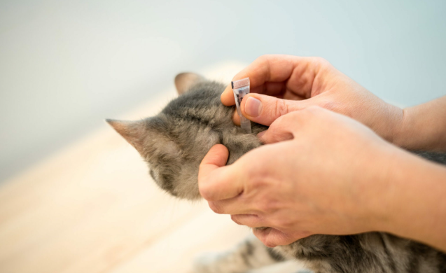 Why Tiny Household Pests Are Becoming a Bigger Home Concern Today