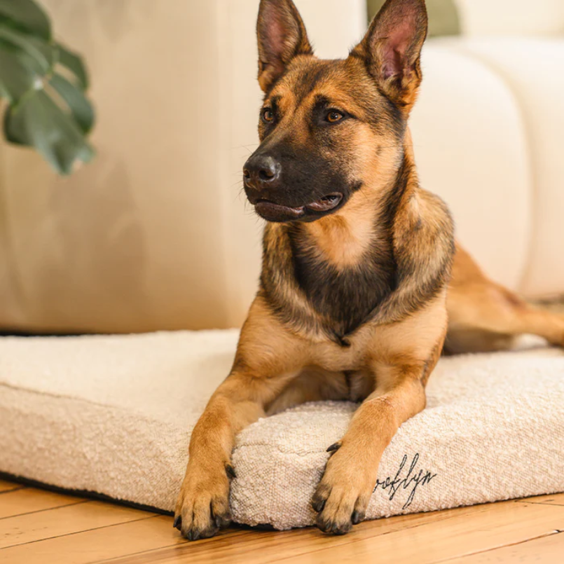 How Can a Cooling Bed Cover Improve Comfort for Thick-Coated Dogs? 
